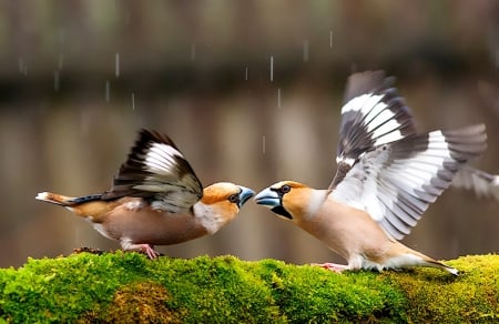 Birds kiss - image, wallpaper, color, new, expression, birds