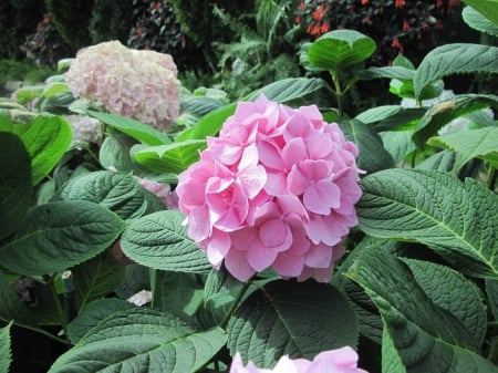 Attractive Flowers at the garden 04 - pink, photography, green, hydrangeas, flowers