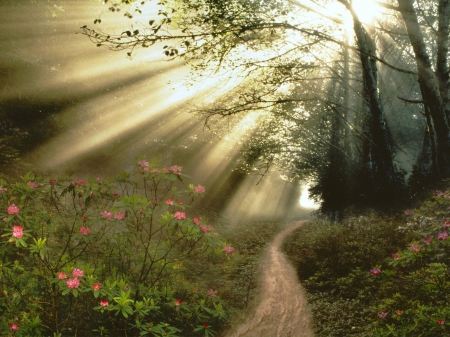 the walkway - path, sunlight, flowers, trees, walkway