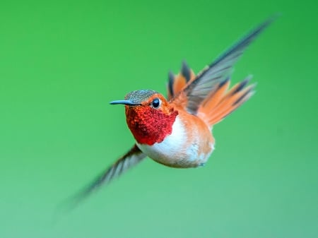 Rufous Hummingbird - canada, birds, hummingbird, rufous