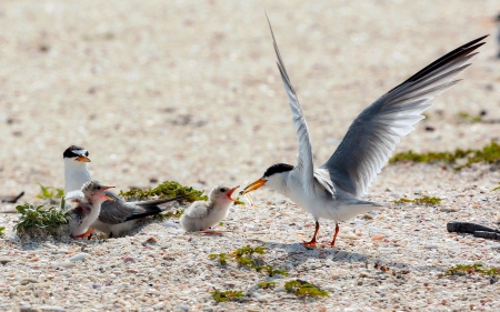 Family of Terns - babies, sand, terns, birds