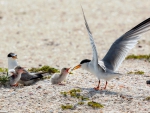 Family of Terns