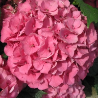 Attractive Flowers at the garden 11