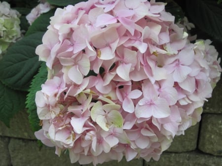 Attractive Flowers at the garden 12 - pink, photography, green, flowers, hydrangeas, garden