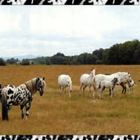 Leopard Appaloosa 2