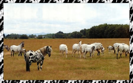 Leopard Appaloosa 2 - wide screen, appaloosa, equine, photography, mares, horse, animal, stallion, photo, herd