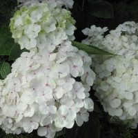 Attractive Flowers at the garden 14