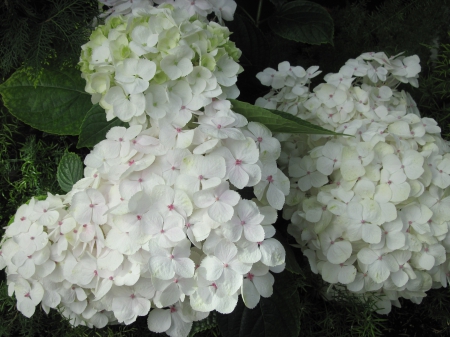 Attractive Flowers at the garden 14 - white, photography, green, flowers, hydrangeas, garden