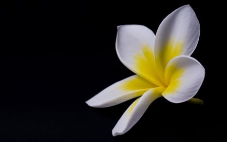 ~Single Plumeria~ - white, flower, nature, plumeria