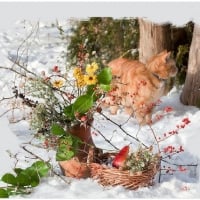 kitty in the snow