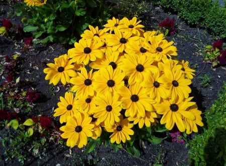 yellow eyes - sunny, garden, yellow, flow