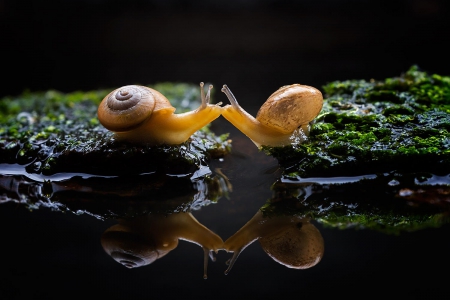 Love - love, snail, animals, animal, photo