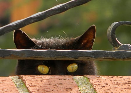 Cat - sleeping, beauty, cat face, hat, animals, sleepy, paws, face, pretty, cute, cat, kitty, lovely, kitten, cats, beautiful, sweet