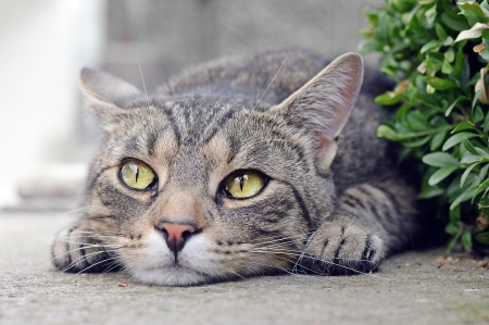 Cat - sleepy, cute, beautiful, cat, sleeping, kitty, cats, hat, cat face, paws, face, animals, pretty, beauty, sweet, kitten, lovely