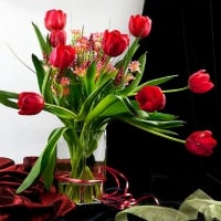 red tulips