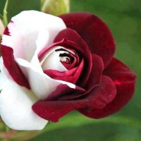 Fabulous Rose