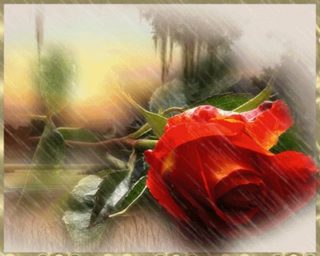 red rose on a rain - collage, rain, photography, flowers, still life, red rose