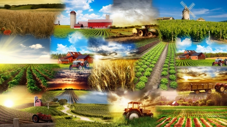 Agriculture Collage - fields, autumn, farm, sky, collage, crop, summer, spring, country, tractor, fall, harvest, windmill, barn