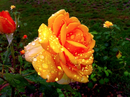 WET ROSE - nature, yellow, wet, rose, drops