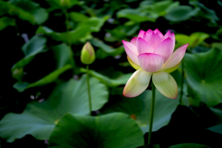 SACRED FLOWER - NATURE, PINK, BUD, LEAVES, LOTUS