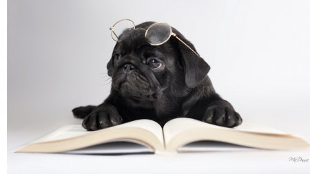 Boring Book - library, whimsical, glasses, puppy, reading, smart, simple, pup, pug, dog, books, cute