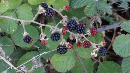 Forest Fruit - nature, berries, forest, fruit