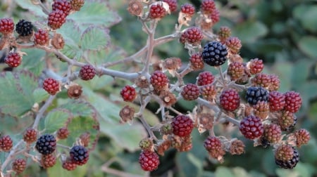 Forest Fruit 2 - nature, berries, forest, fruit