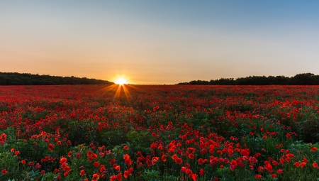 Beautiful View - sky, beautiful, sun, blue, red, flowers