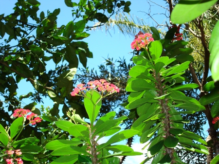 Hawaii World Tropical Garden - island of hawaii - gardens, island, hawaii, polynesia, forest, plant, peace, flowers, garden, rain, zen, plants, paradise, lush, trees, flower, big, nature, tropical, green, botany