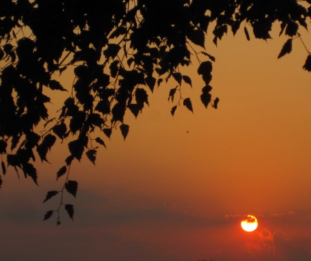 New day.. - nature, sunshine, sky, photography, sun, beautiful, tree, sunrise