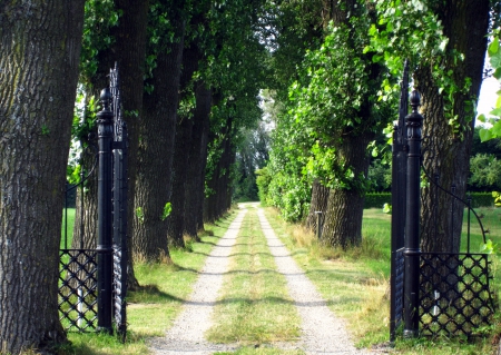 Lovely path - nature, trees, photography, tree, path