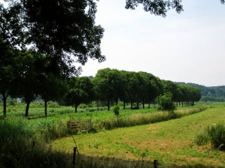 Countryside - trees, nature, fields, photography, grass, field, tree