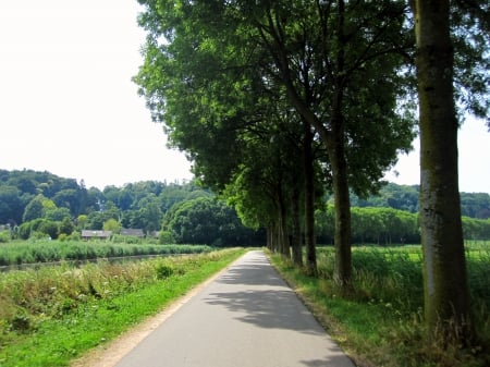 View - path, trees, nature, view, photography, grass, field, tree