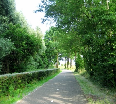 Summer - nature, view, trees, photography, green, summer, tree, path