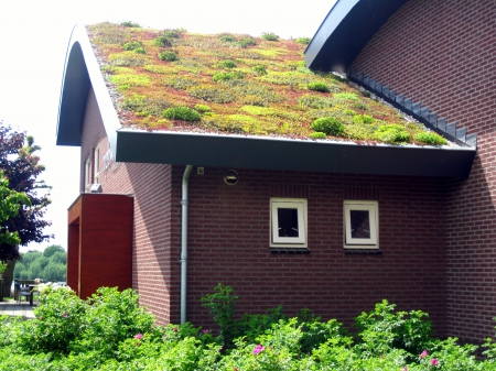 Green roof - roof, abstract, windows, photography, green, house