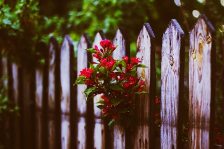 Flowers - nature, flowers, photo, flower