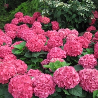 Attractive Flowers at the garden 17