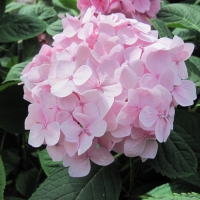 Attractive Flowers at the garden 20