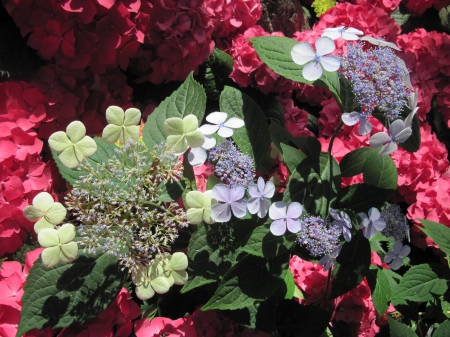 Attractive Flowers at the garden 23 - red, photography, hydrangeas, flowers, garden