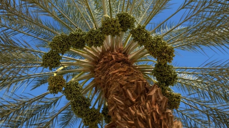 Date Palm - date, tree, palm, amazing