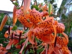 Tiger Lily