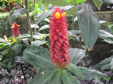 Attractive Flowers at the garden 40 - yellow, red, photography, green, leaf, flowers, garden