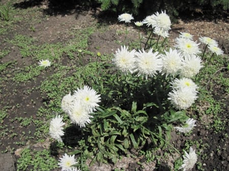 Attractive Flowers at the garden 50 - white, photography, green, flowers, garden, chrysanthemums