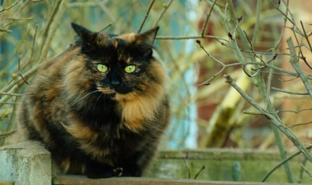 Cat - sleepy, cute, beautiful, cat, sleeping, kitty, cats, hat, cat face, paws, face, animals, pretty, beauty, sweet, kitten, lovely