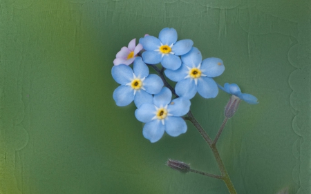 Forget me not - forget me not, flowers, blue, tinny