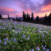 wild flowers sunset