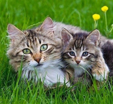 cat & kitty in the garden - animals, kitty, cat, garden