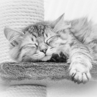 sleeping kitty