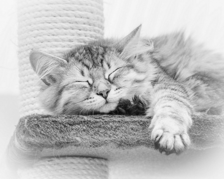 sleeping kitty - sleeping, animals, cats, kitty