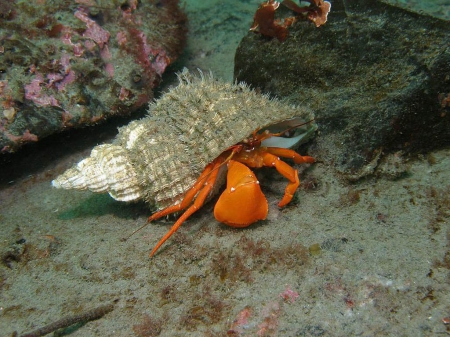 Hiding - summer, rock, animal, uderwater, shell, orange, crab, ocean